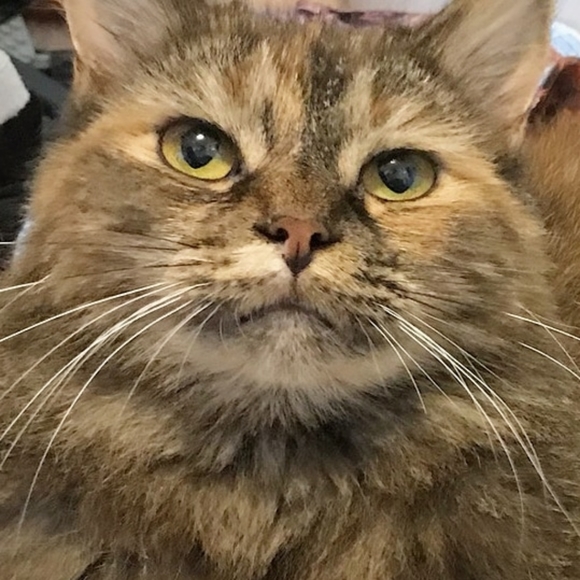 Meet your Posher, Ivy - Picture 3 of 3